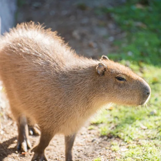 Capibara