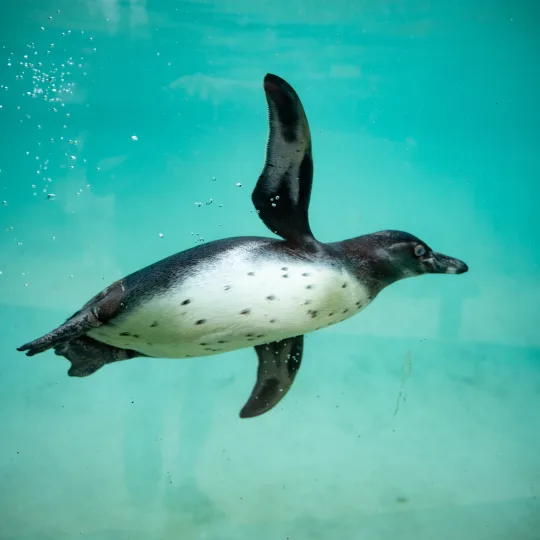 Pingüino de Humboldt