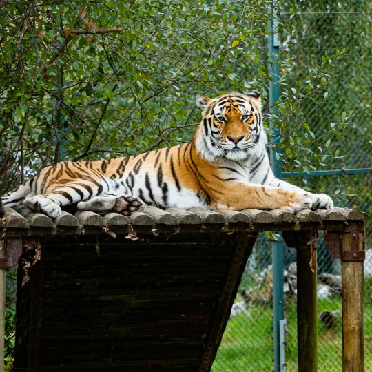 Tigre de Siberia