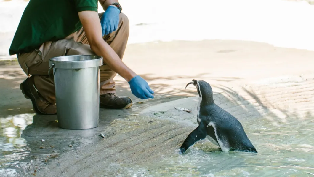 Encuentro con el cuidador de los pingüinos