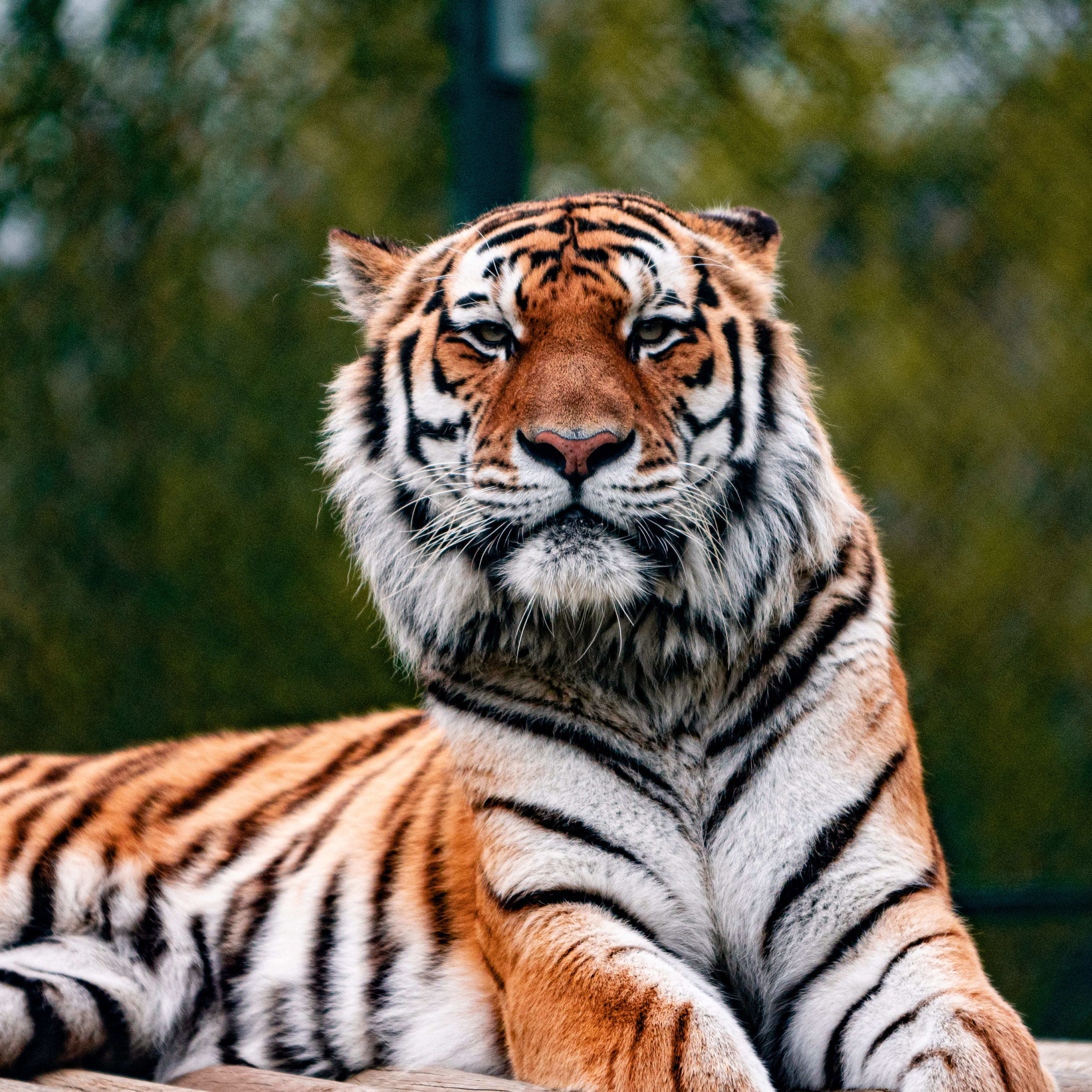 Tigres da Sibéria partem para a Bélgica - Zoo Santo Inácio