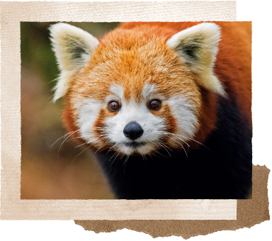 Red Panda