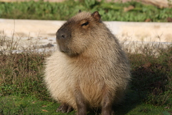 Enriquecimento ambiental para as Capivaras