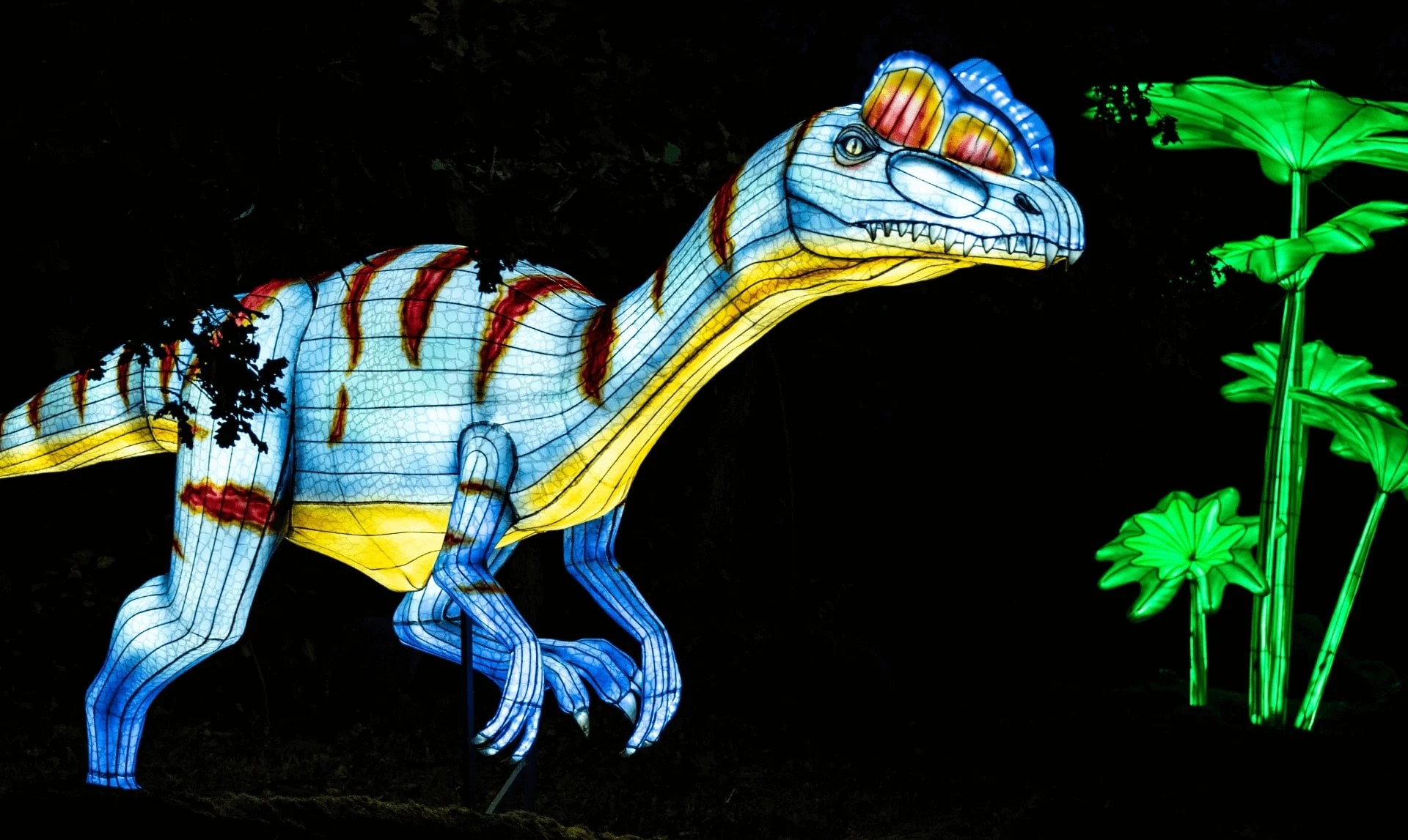 Dinosaurio iluminado en tonos azules y amarillos en Luces Salvajes