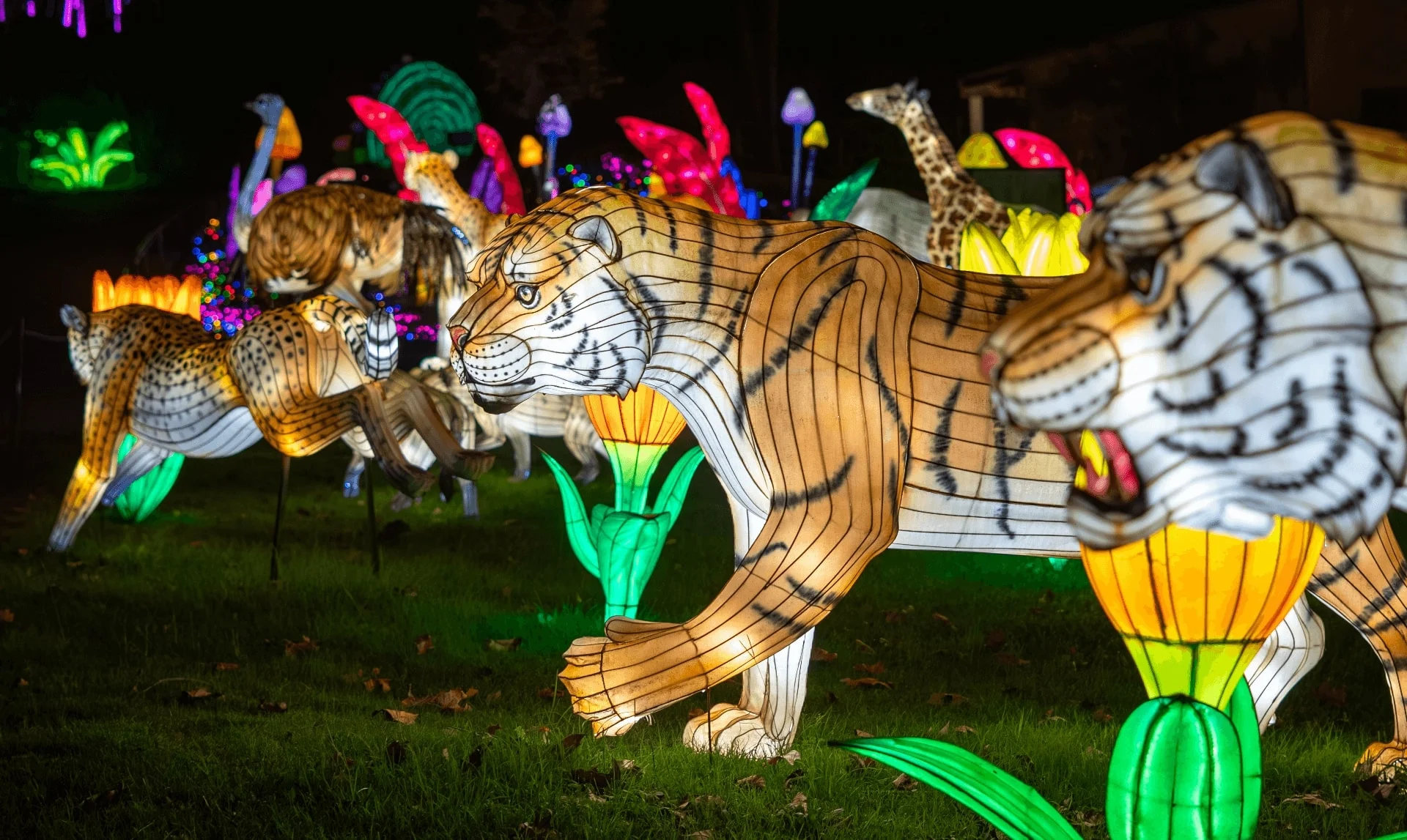 Tigres iluminados en movimiento en Luces Salvajes