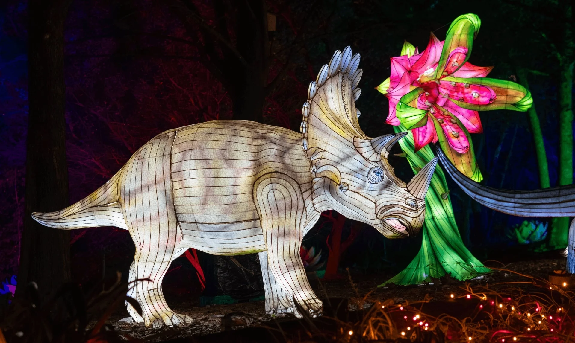 Tricerátops iluminado junto a una flor luminosa rosa en Luces Salvajes